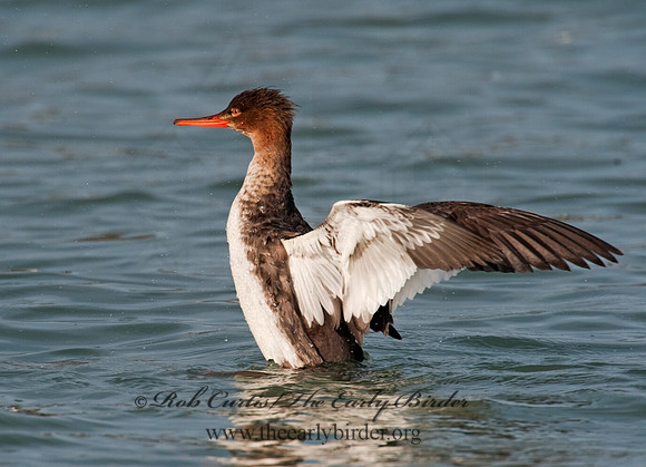 Mergus serrator  RED-BREASTED MERGANSER 8027692