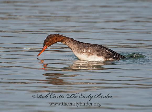 Mergus serrator  RED-BREASTED MERGANSER 8027725