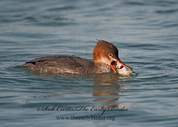 Mergus serrator  RED-BREASTED MERGANSER 8027730