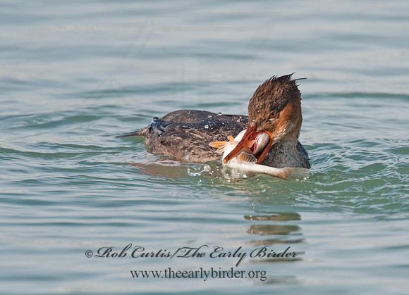 Mergus serrator  RED-BREASTED MERGANSER 8027736