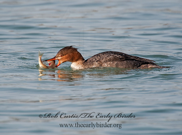 Mergus serrator  RED-BREASTED MERGANSER 8027746
