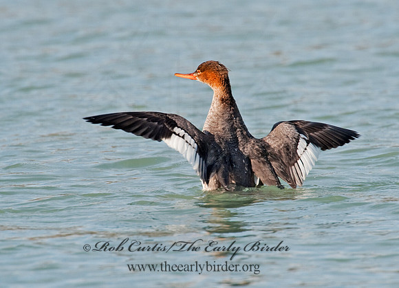 Mergus serrator  RED-BREASTED MERGANSER 8027776