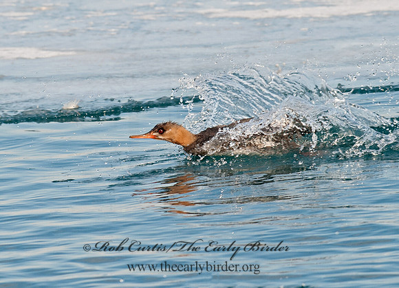 Mergus serrator  RED-BREASTED MERGANSER 8032607