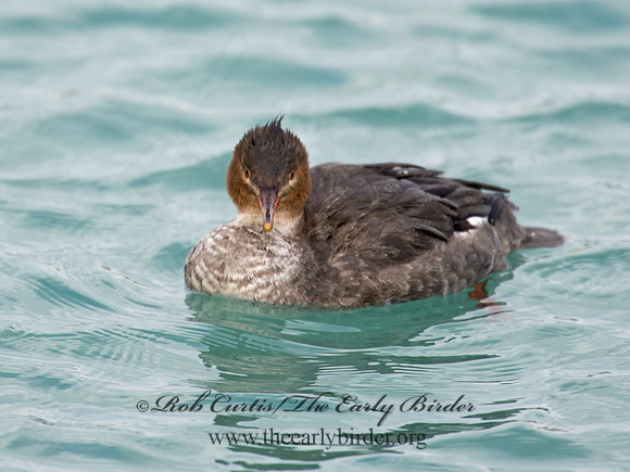 Mergus serrator  RED-BREASTED MERGANSER 9007640