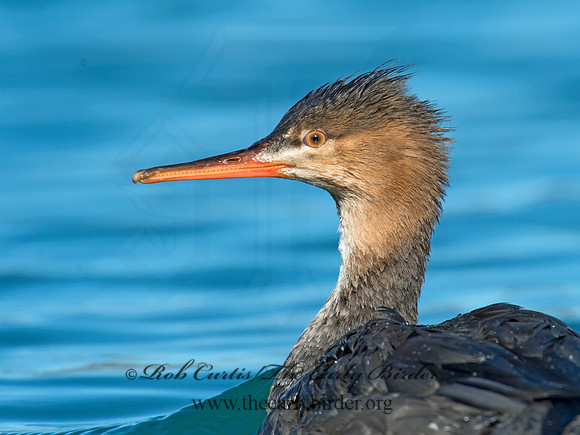 Mergus serrator  RED-BREASTED MERGANSER 9016499