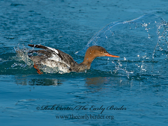 Mergus serrator  RED-BREASTED MERGANSER 9017942