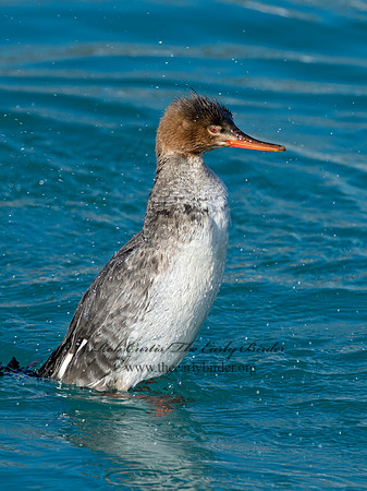 Mergus serrator  RED-BREASTED MERGANSER 9017974