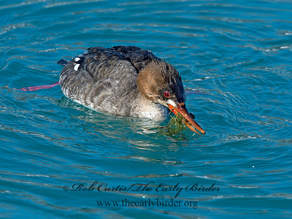 Mergus serrator  RED-BREASTED MERGANSER 9018007