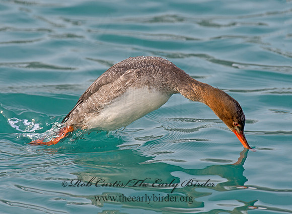 Mergus serrator  RED-BREASTED MERGANSER 9017731