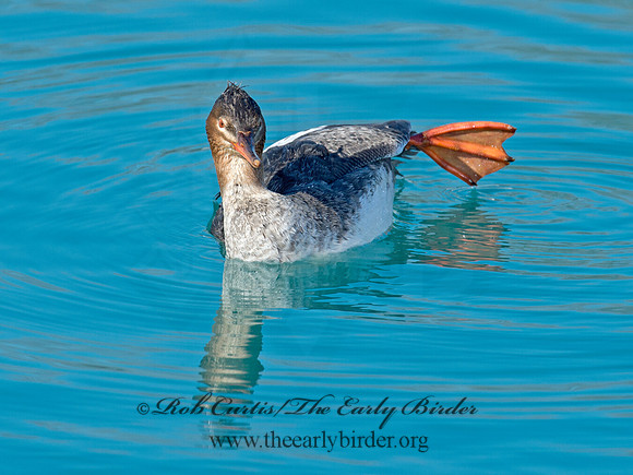 Mergus serrator  RED-BREASTED MERGANSER 9018060