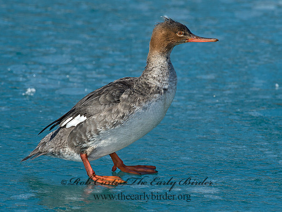 Mergus serrator  RED-BREASTED MERGANSER 9018074