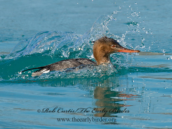 Mergus serrator  RED-BREASTED MERGANSER 9018144