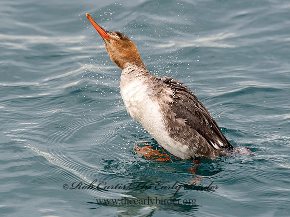 Mergus serrator  RED-BREASTED MERGANSER 9019380