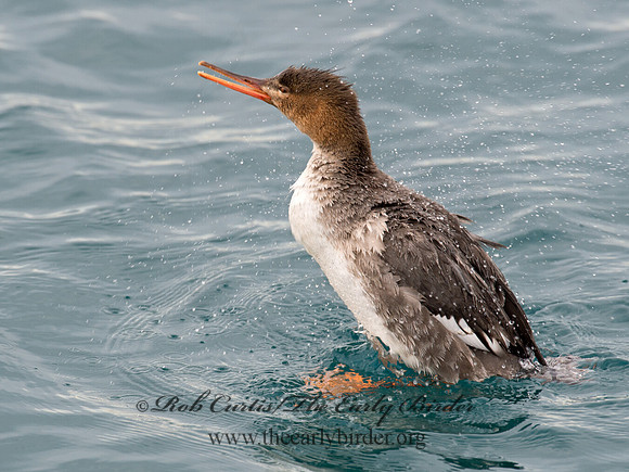 Mergus serrator  RED-BREASTED MERGANSER 9019381