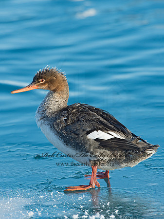 Mergus serrator  RED-BREASTED MERGANSER 9019816