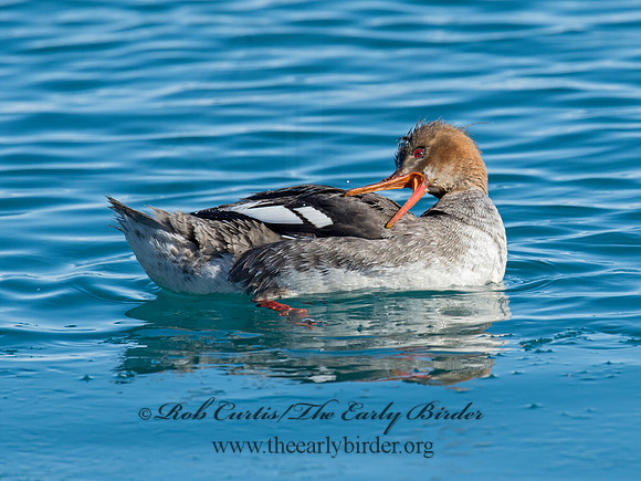 Mergus serrator  RED-BREASTED MERGANSER 9019725