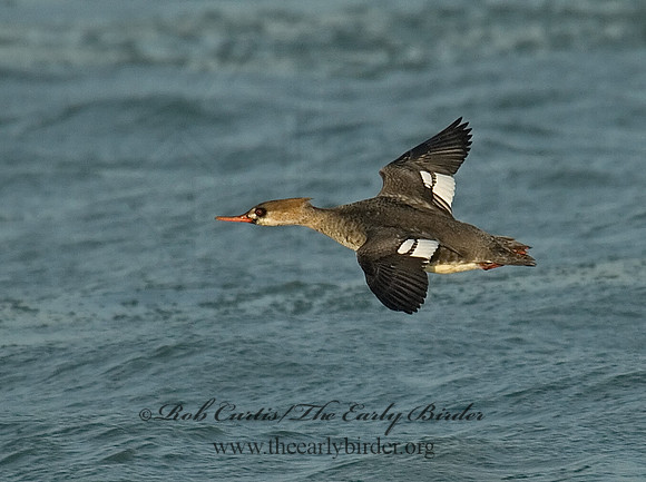 Mergus serrator  RED-BREASTED MERGANSER 6029636