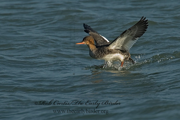 Mergus serrator  RED-BREASTED MERGANSER 6029752