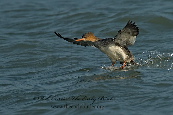 Mergus serrator  RED-BREASTED MERGANSER 6029751