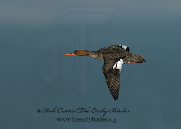 Mergus serrator  RED-BREASTED MERGANSER 6029769