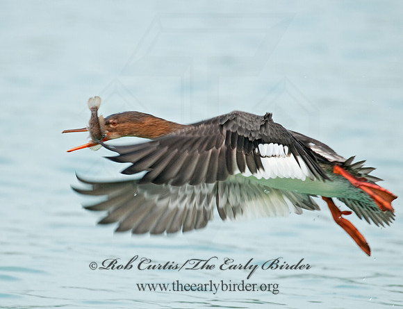 Mergus serrator  RED-BREASTED MERGANSER 3011765