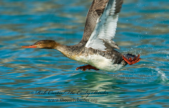 Mergus serrator  RED-BREASTED MERGANSER 7001846
