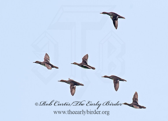 Mergus serrator  RED-BREASTED MERGANSER 8025333