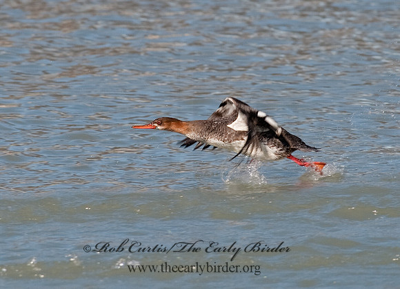 Mergus serrator  RED-BREASTED MERGANSER 8027936