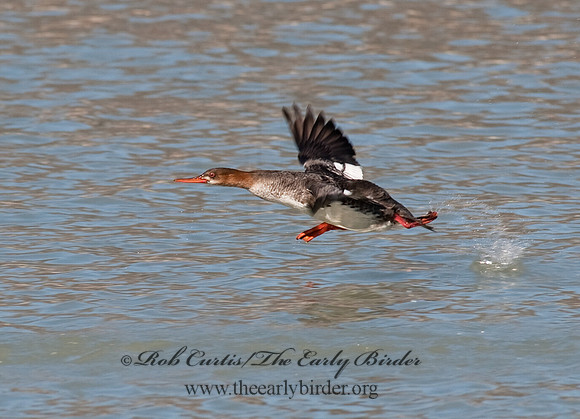 Mergus serrator  RED-BREASTED MERGANSER 8027937