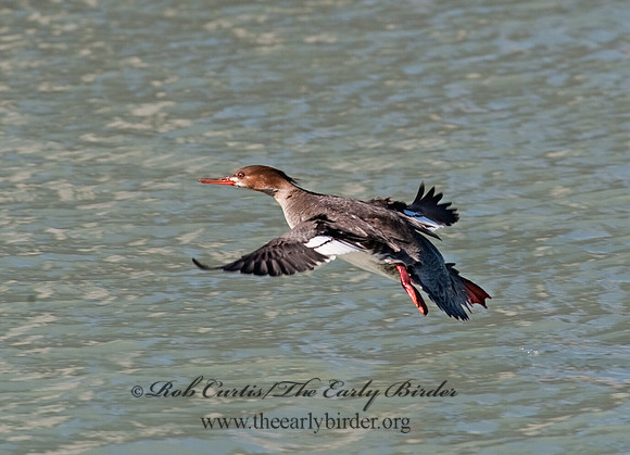 Mergus serrator  RED-BREASTED MERGANSER 8027938