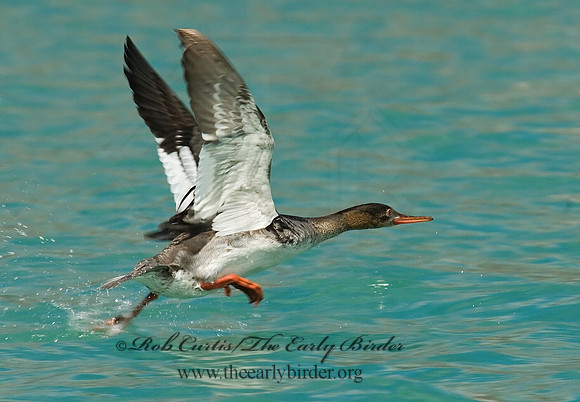 Mergus serrator  RED-BREASTED MERGANSER 7013728