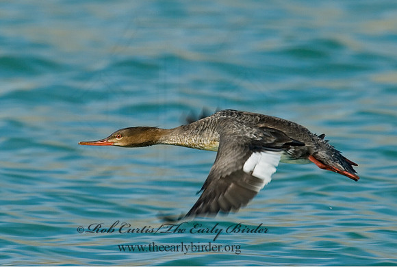 Mergus serrator  RED-BREASTED MERGANSER 7001850