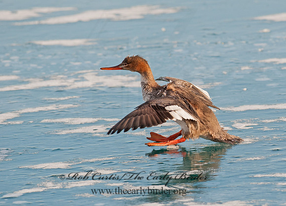 Mergus serrator  RED-BREASTED MERGANSER 8032619