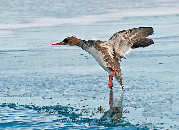 Mergus serrator  RED-BREASTED MERGANSER 8032603