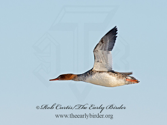 Mergus serrator  RED-BREASTED MERGANSER 9016660