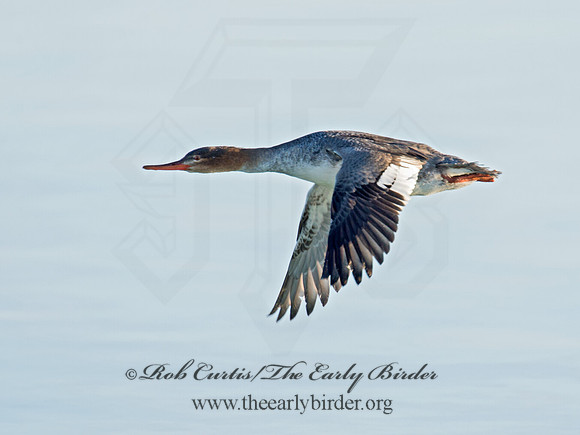 Mergus serrator  RED-BREASTED MERGANSER 9016837