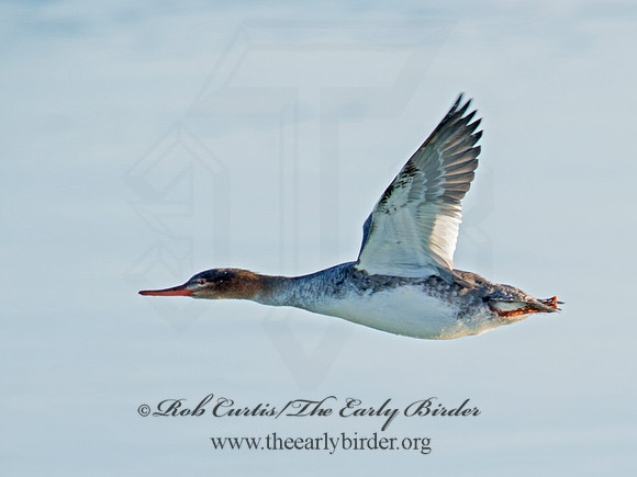 Mergus serrator  RED-BREASTED MERGANSER 9016839