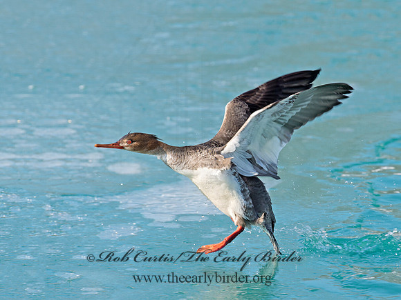 Mergus serrator  RED-BREASTED MERGANSER 9018124