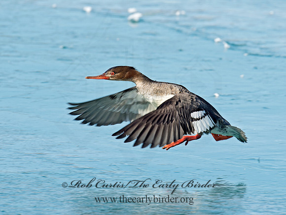 Mergus serrator  RED-BREASTED MERGANSER 9018132