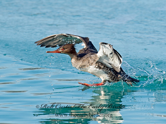 Mergus serrator  RED-BREASTED MERGANSER 9018134
