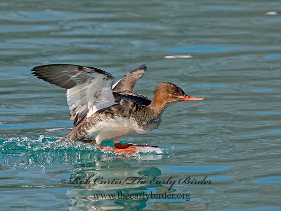 Mergus serrator  RED-BREASTED MERGANSER 9018140