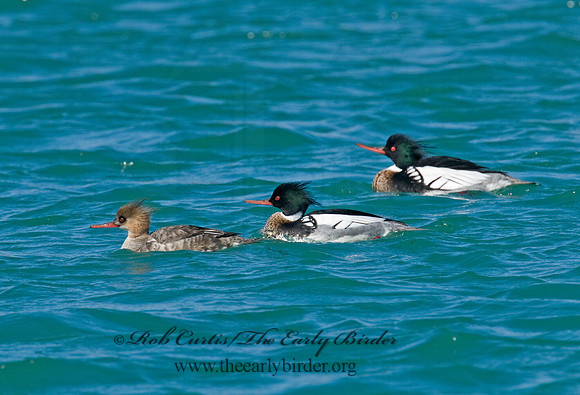 Mergus serrator  RED-BREASTED MERGANSER 6002240