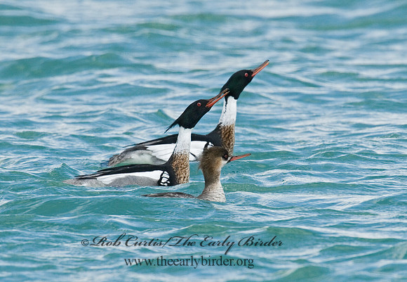 Mergus serrator  RED-BREASTED MERGANSER 6002200