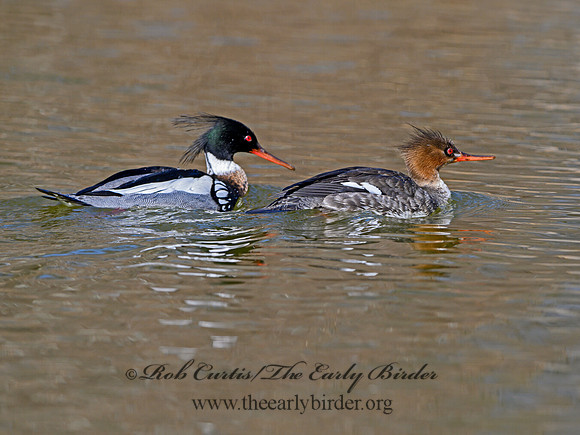 Mergus serrator  RED-BREASTED MERGANSER 1301167