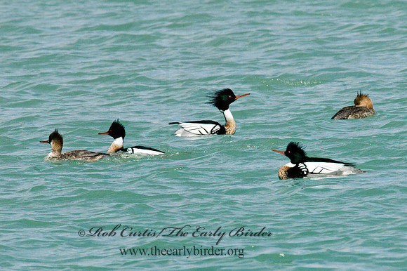 Mergus serrator  RED-BREASTED MERGANSER 6002170