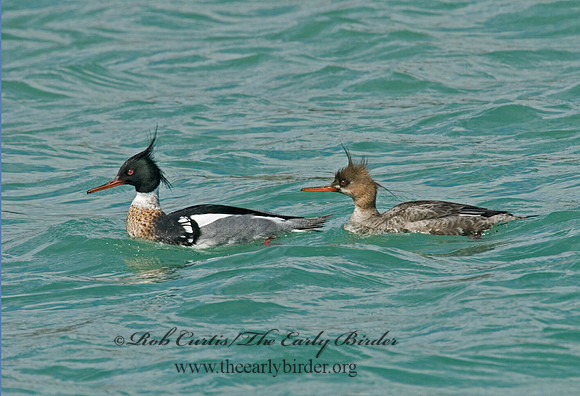 Mergus serrator  RED-BREASTED MERGANSER 6002172