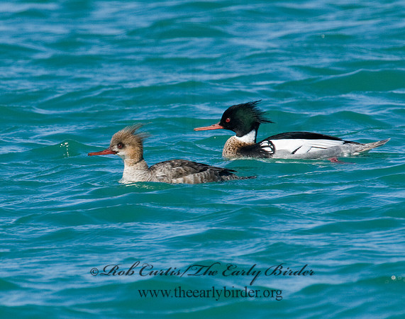 Mergus serrator  RED-BREASTED MERGANSER 6002241
