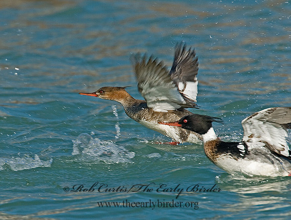 Mergus serrator  RED-BREASTED MERGANSER 6002331