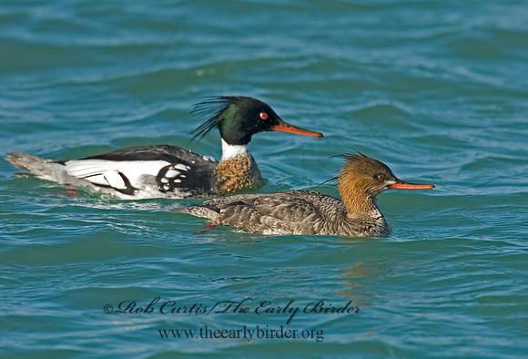 Mergus serrator  RED-BREASTED MERGANSER 6002335