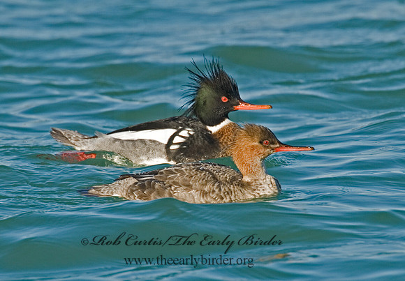 Mergus serrator  RED-BREASTED MERGANSER 6002414